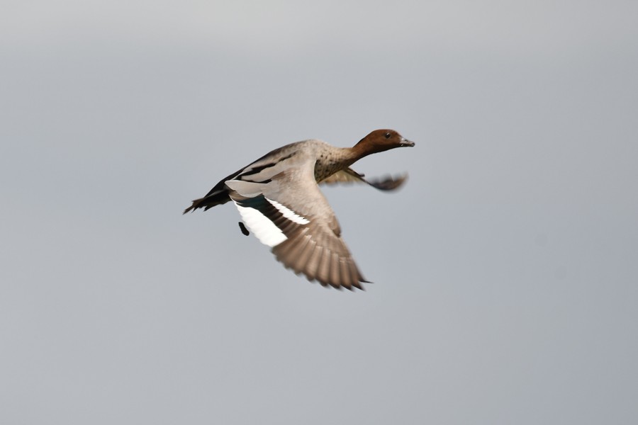 Maned Duck - ML305648881