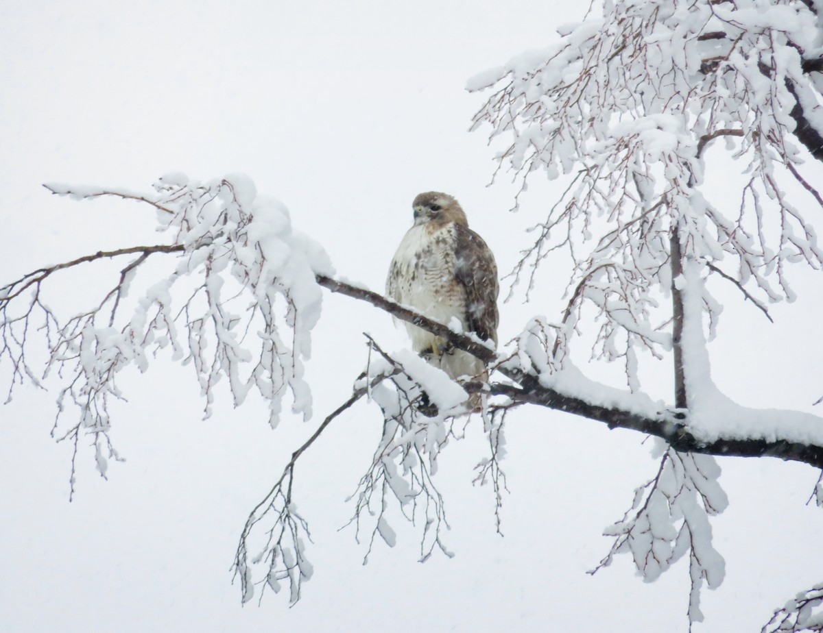 Red-tailed Hawk - ML305649001