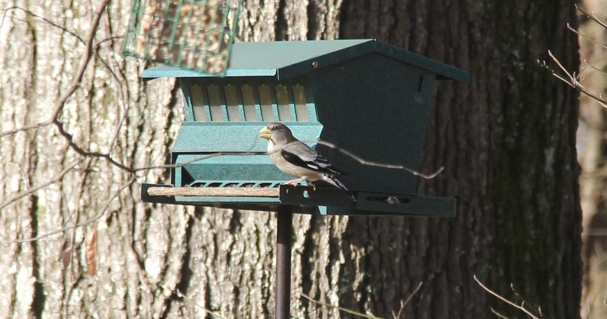 Evening Grosbeak - ML305650041