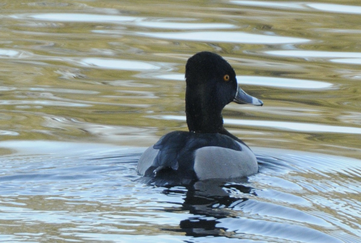 Ring-necked Duck - ML305650071