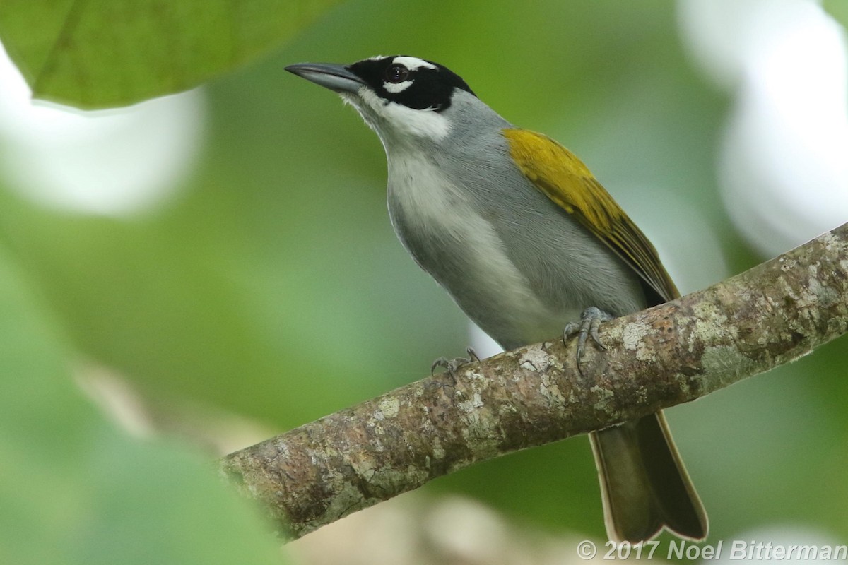 Black-crowned Palm-Tanager - ML305650591