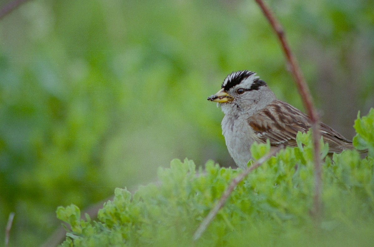 White-crowned Sparrow - ML305651931