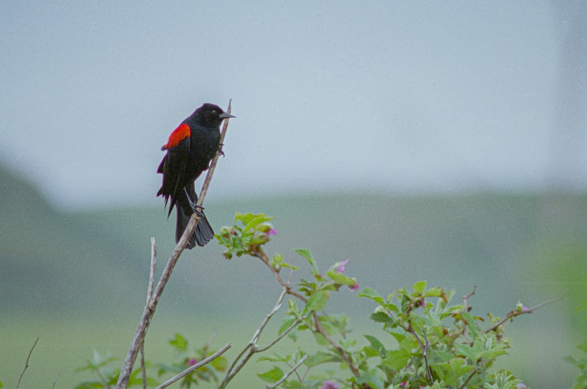 Red-winged Blackbird - ML305652041