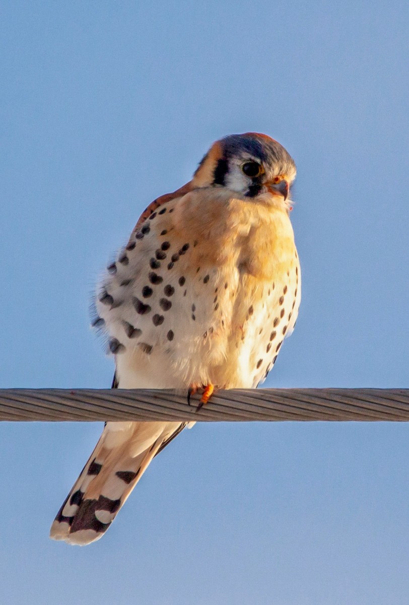 American Kestrel - ML305652371