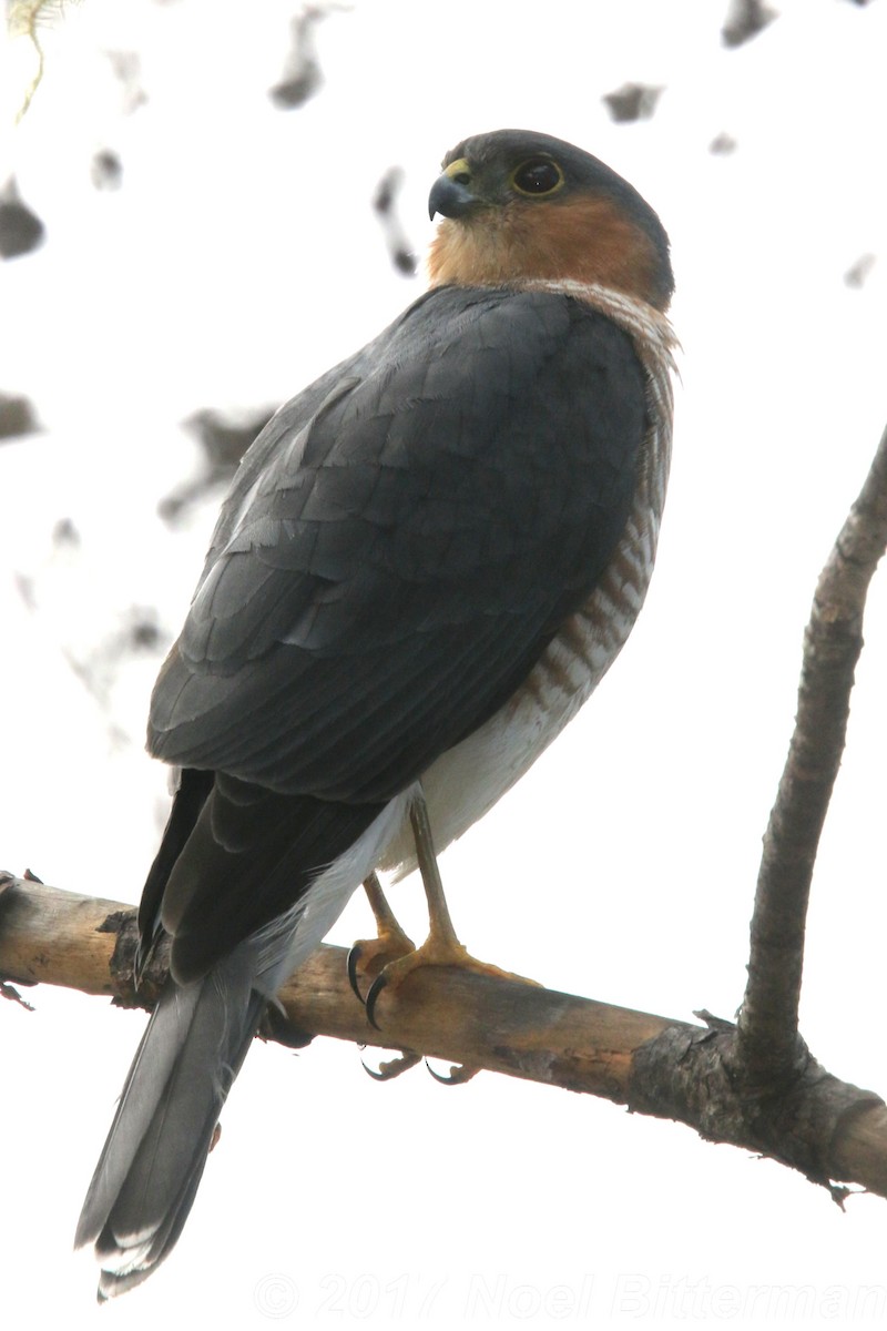 Sharp-shinned Hawk - Jun Tsuchiya