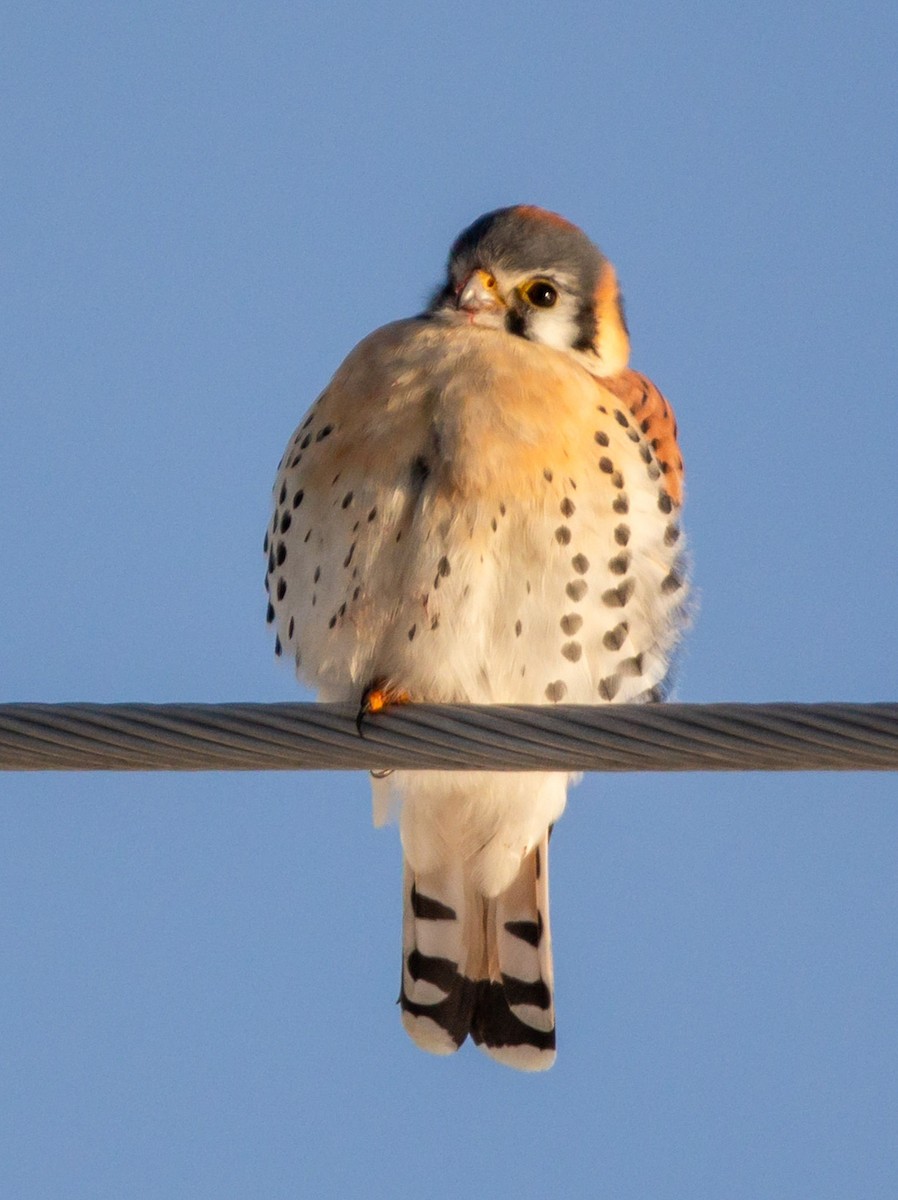 American Kestrel - ML305652611