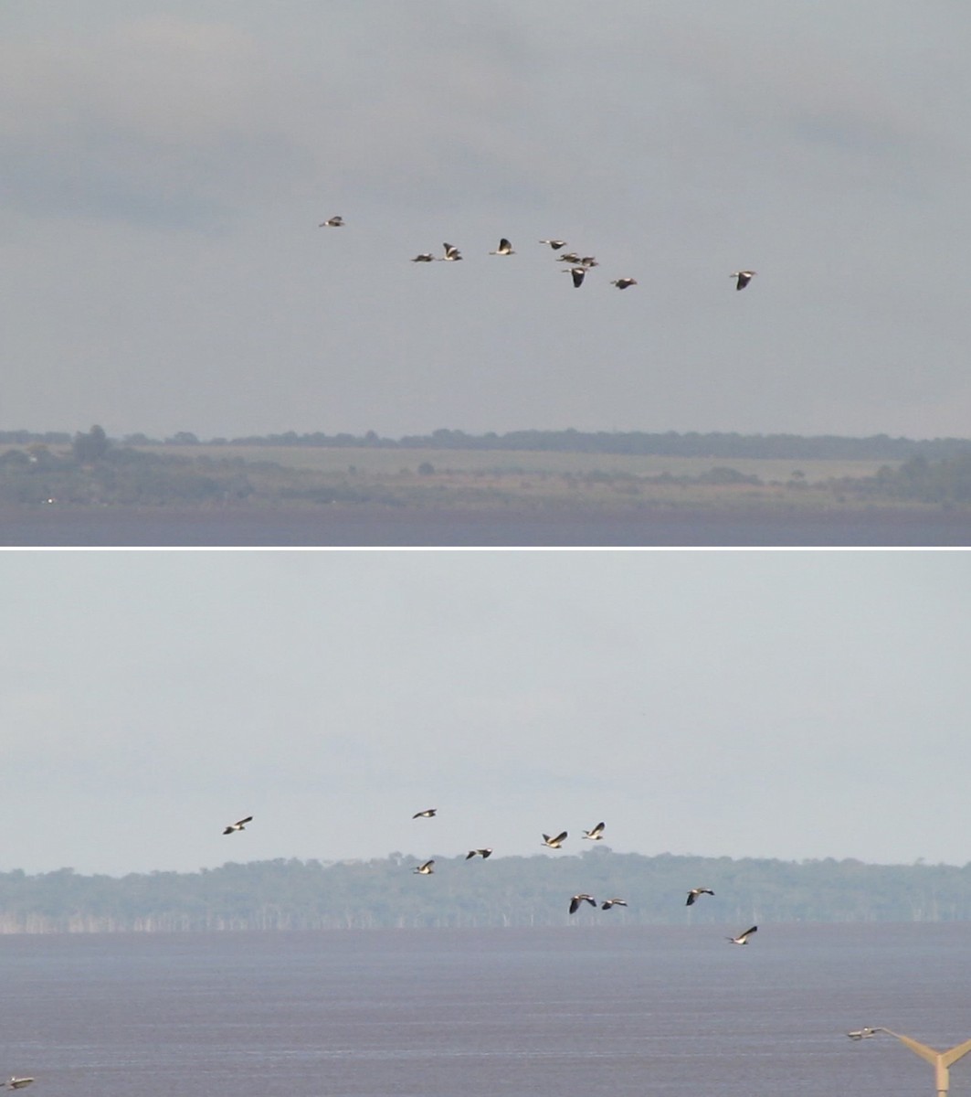 Southern Lapwing - ML305655321