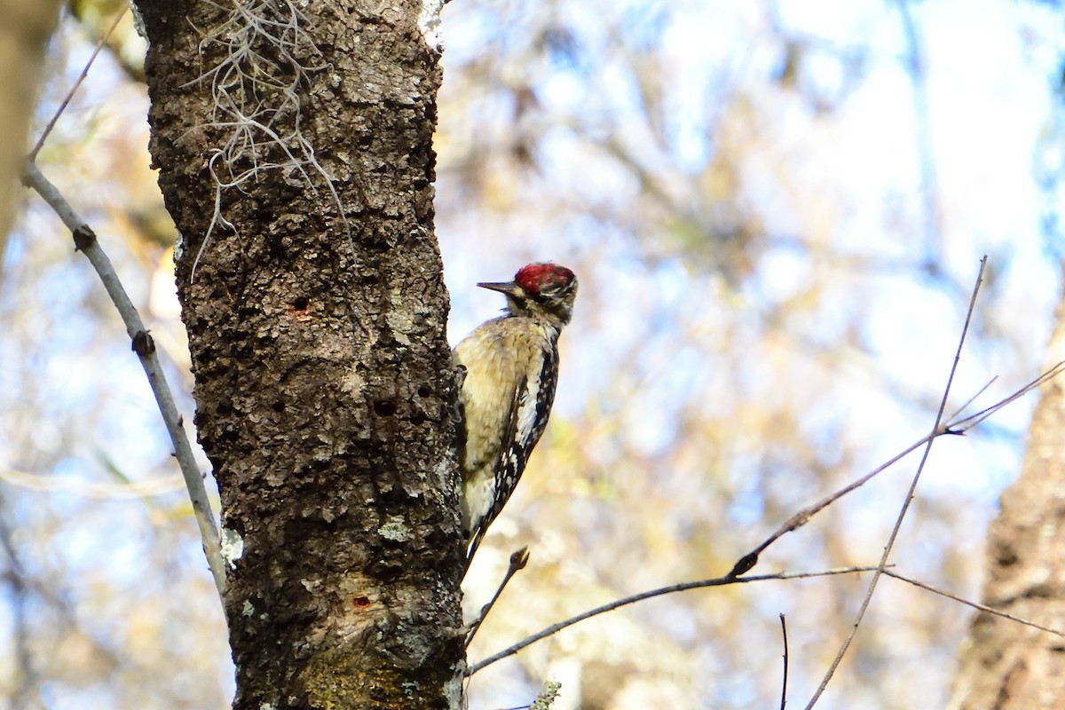 Yellow-bellied Sapsucker - ML305657131