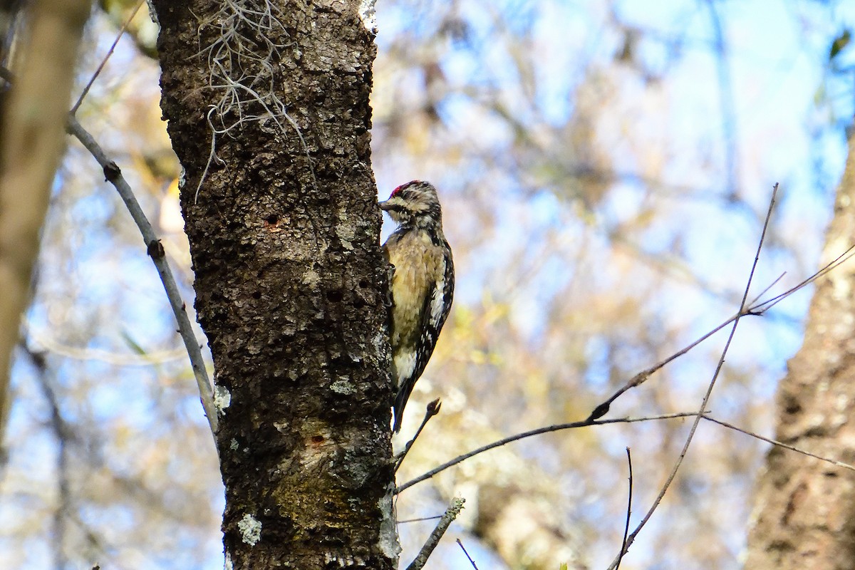 Yellow-bellied Sapsucker - ML305657251