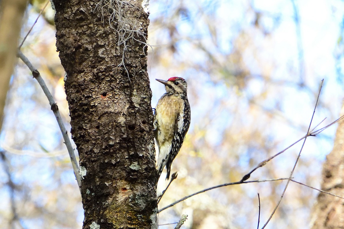 Yellow-bellied Sapsucker - ML305657281