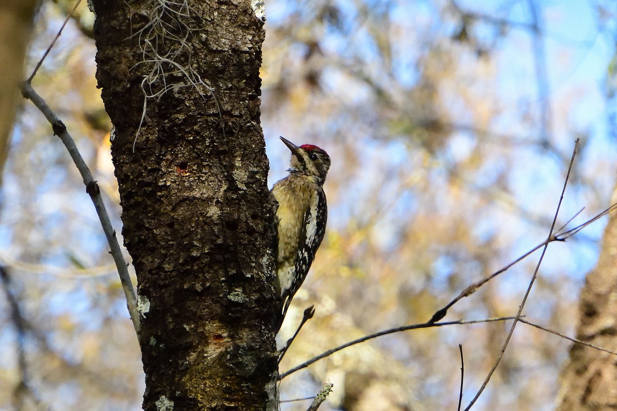 Yellow-bellied Sapsucker - ML305657291