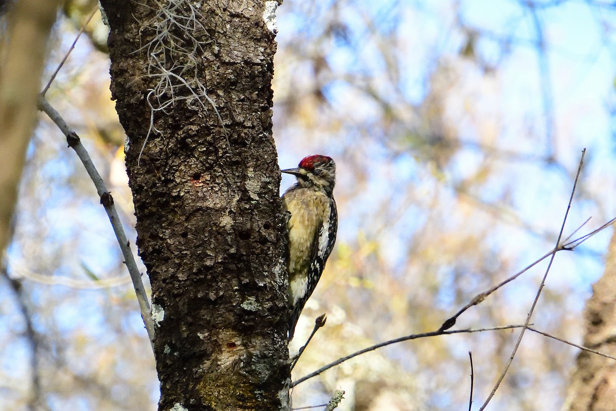 Yellow-bellied Sapsucker - ML305657301