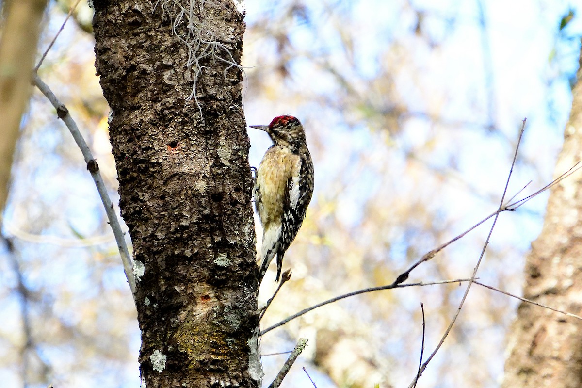 Yellow-bellied Sapsucker - ML305657321