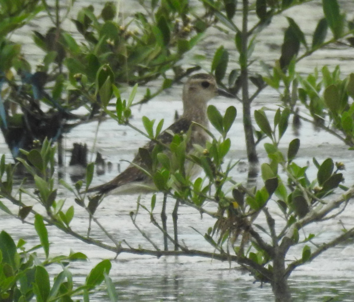 American Golden-Plover - ML305657741