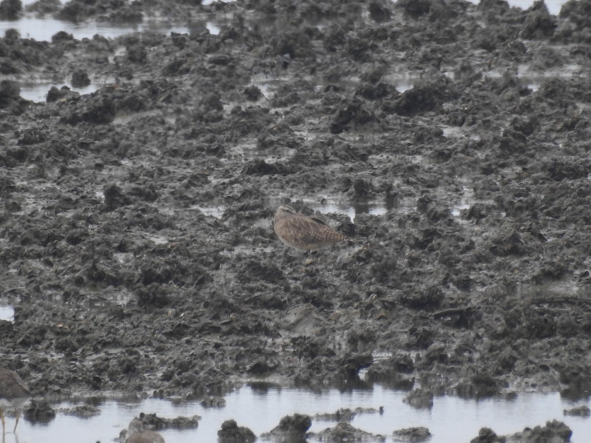 Whimbrel (Hudsonian) - Eduardo Augusto Ferreira