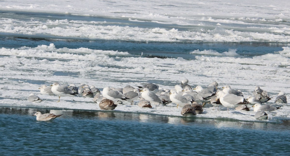 Ring-billed Gull - ML305657871