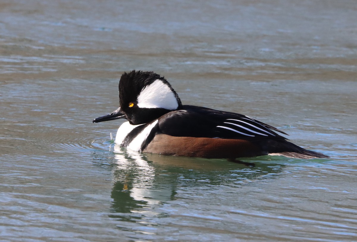 Hooded Merganser - Channa Jayasinghe