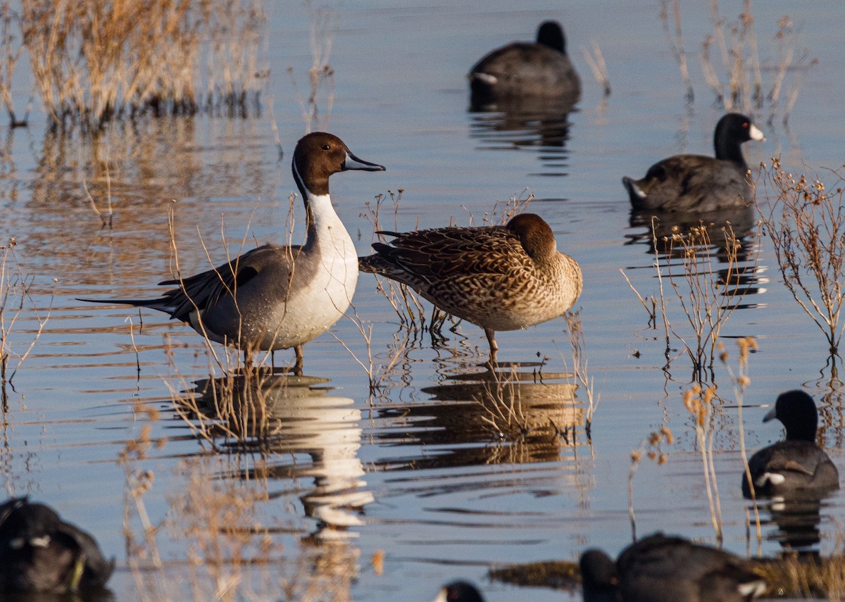 Northern Pintail - Ivann Romero