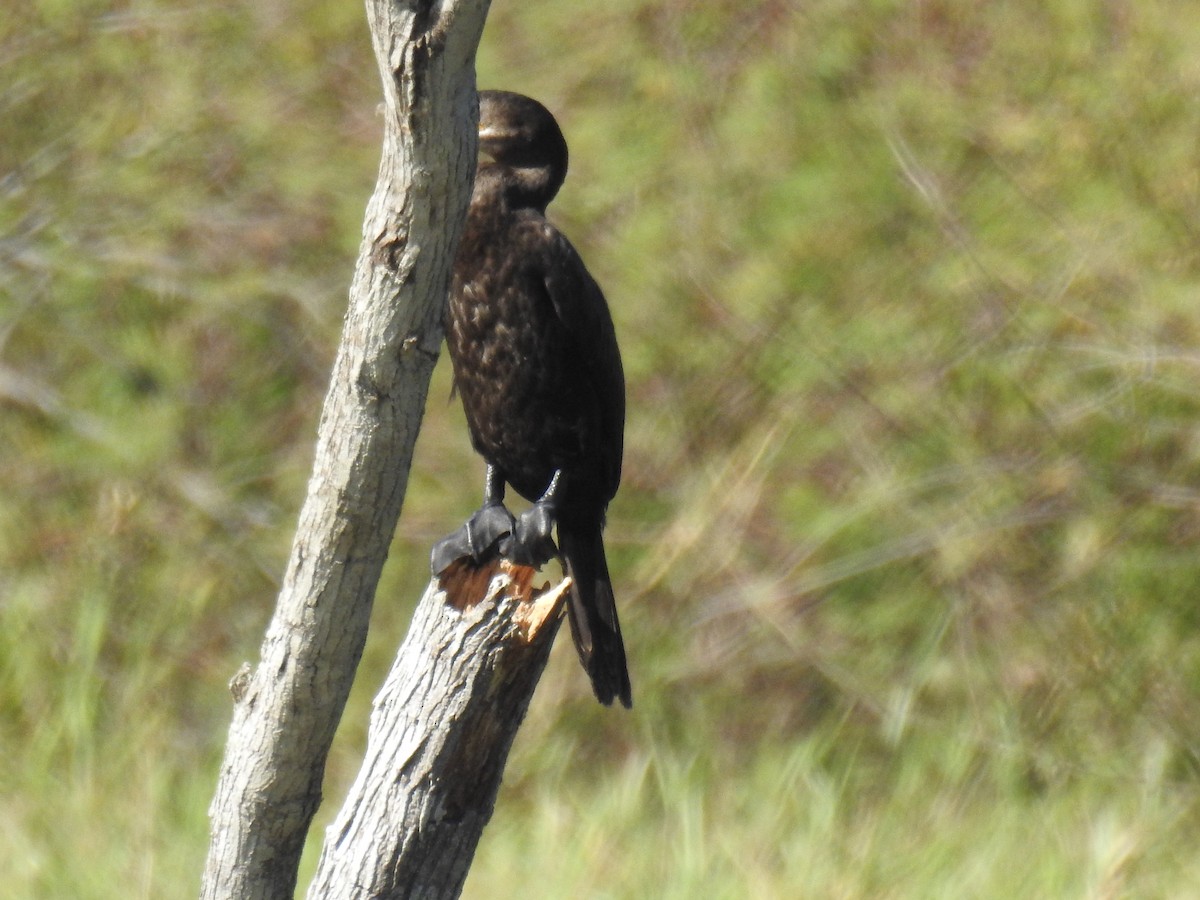 Neotropic Cormorant - ML305659481