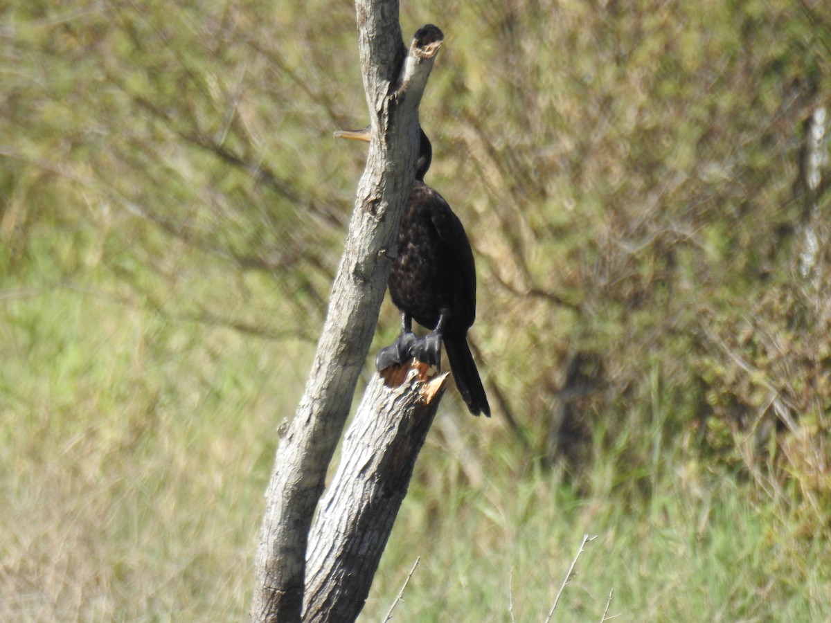 Neotropic Cormorant - ML305659571