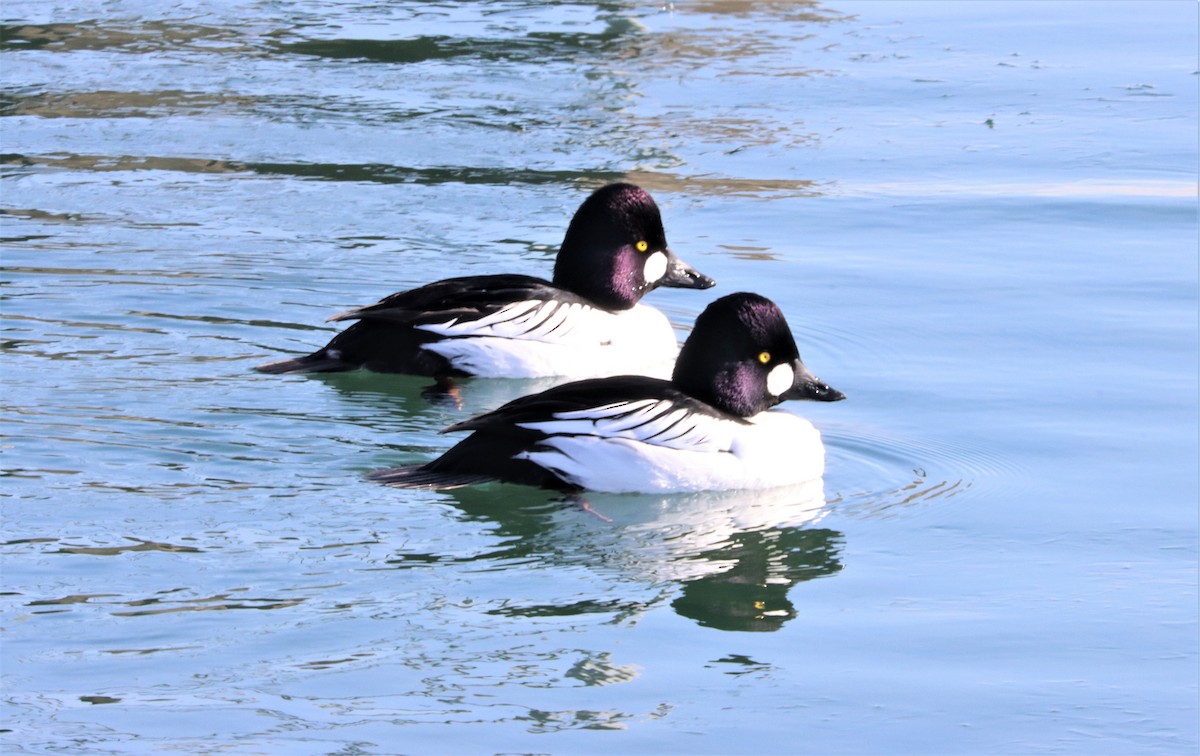 Common Goldeneye - ML305659591