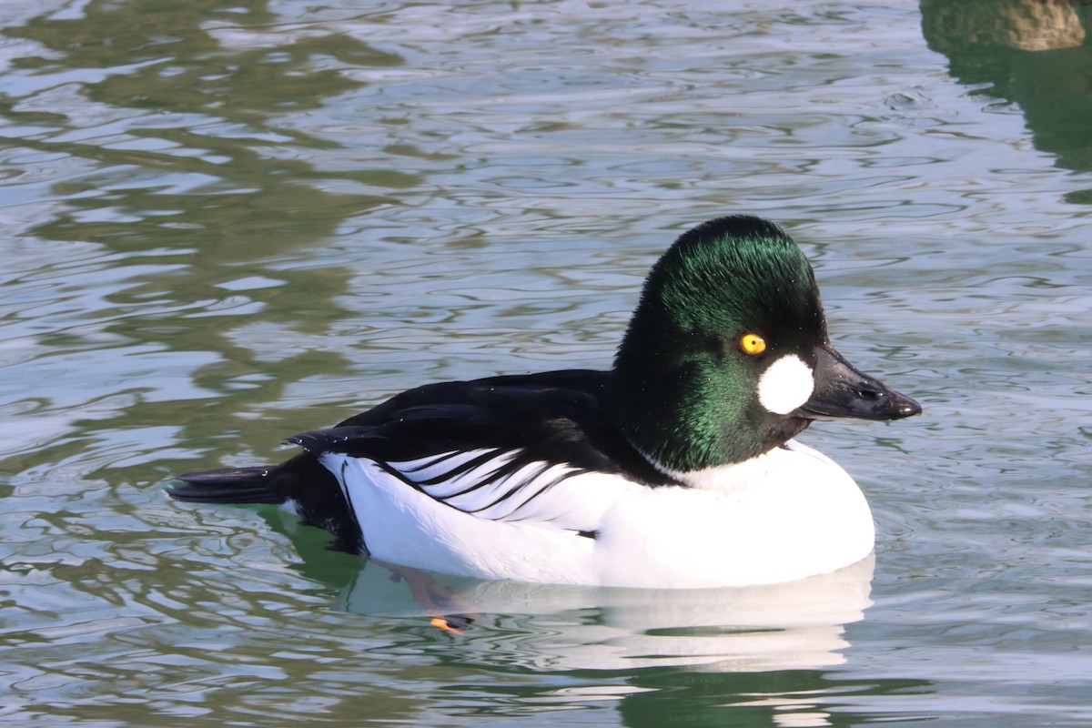 Common Goldeneye - Channa Jayasinghe