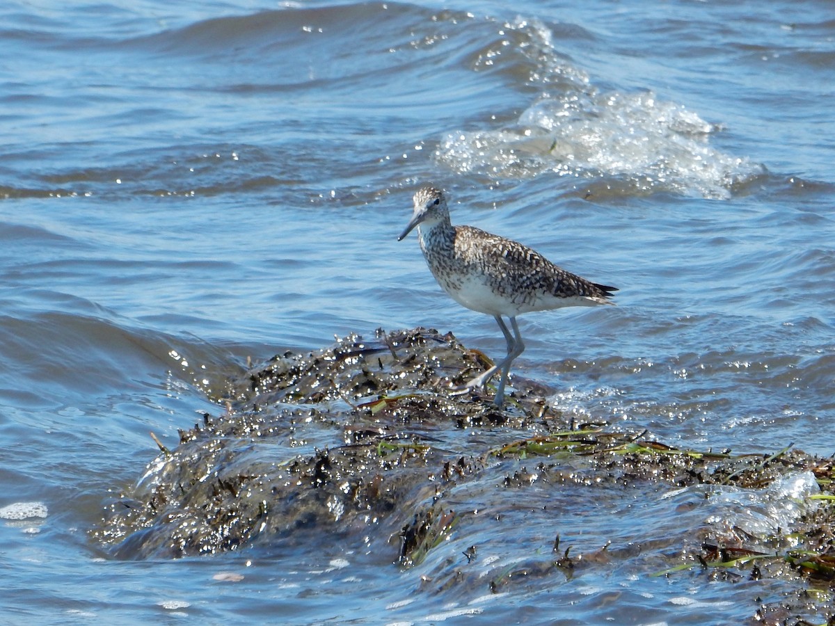 Willet - ML30566171