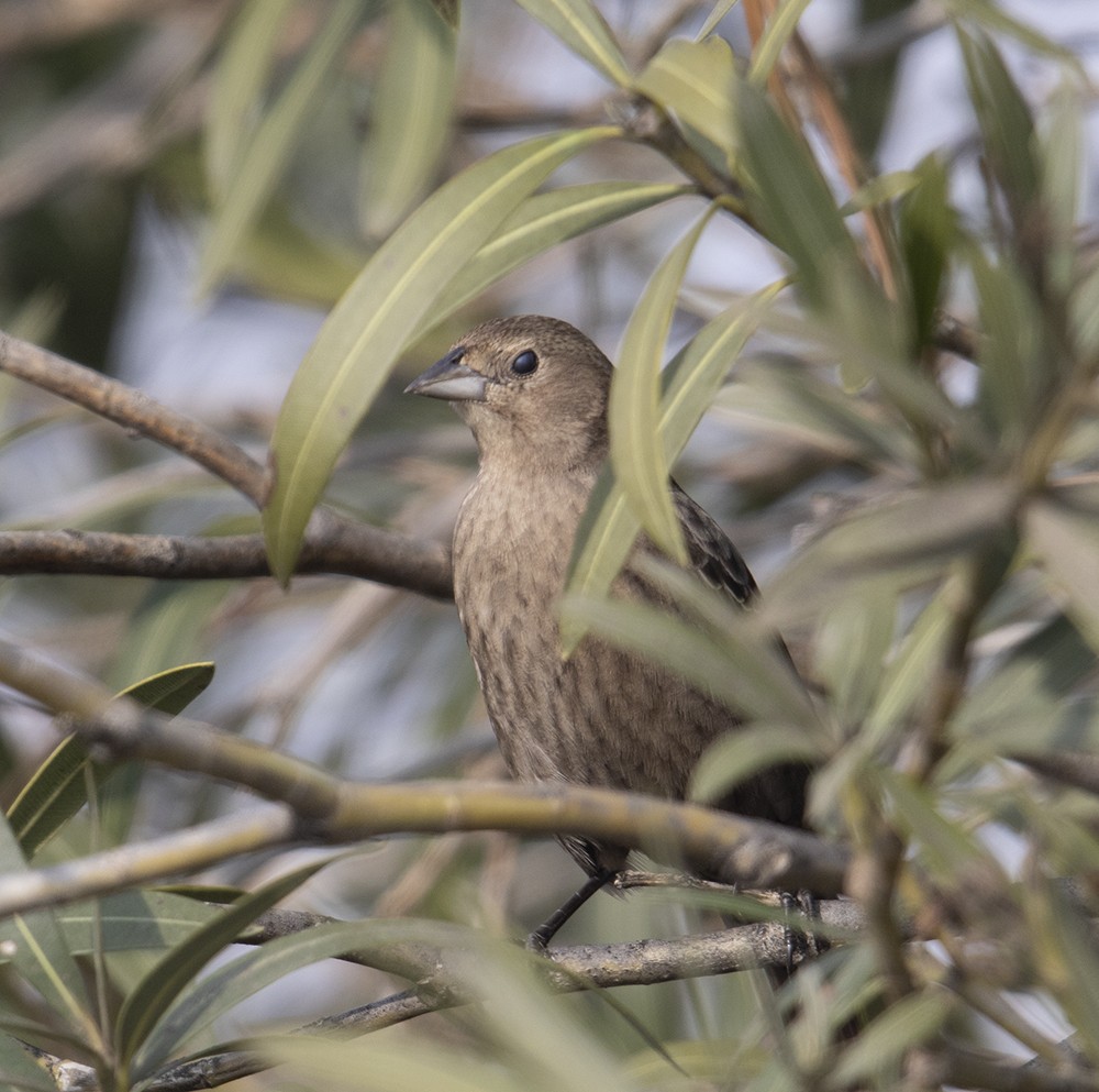Brown-headed Cowbird - ML305662331