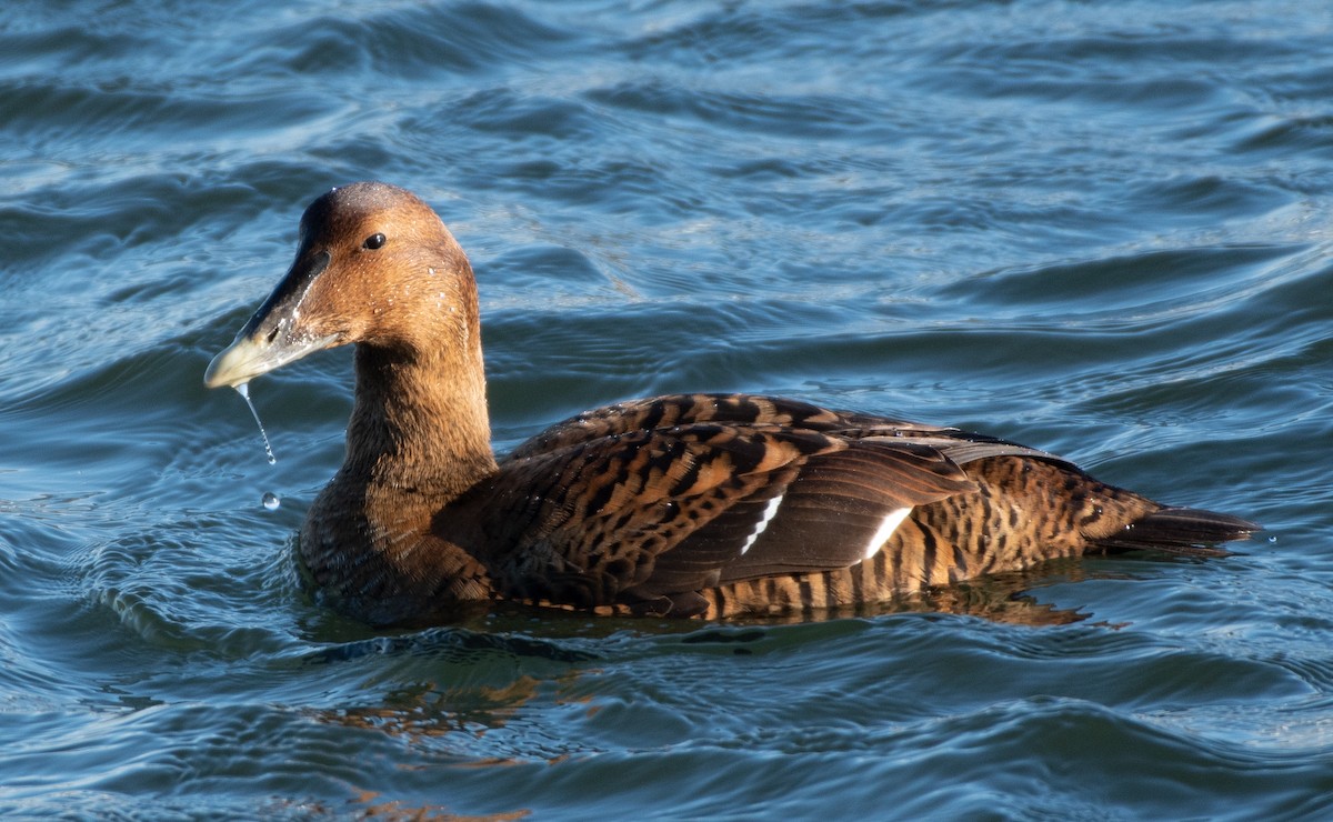 Common Eider - ML305662351