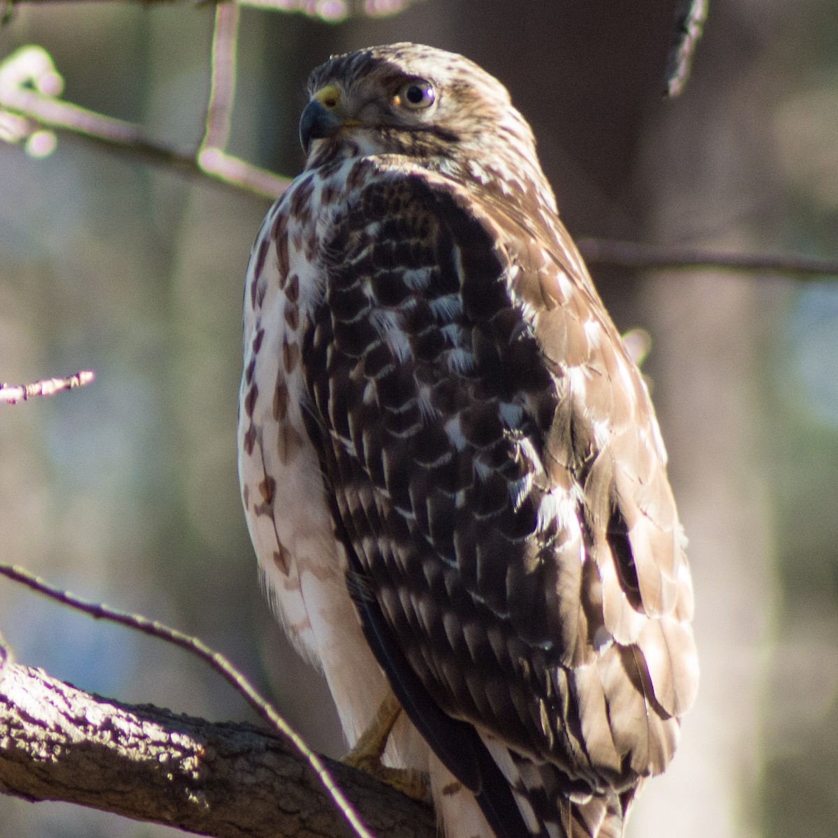 Red-shouldered Hawk - ML305662391