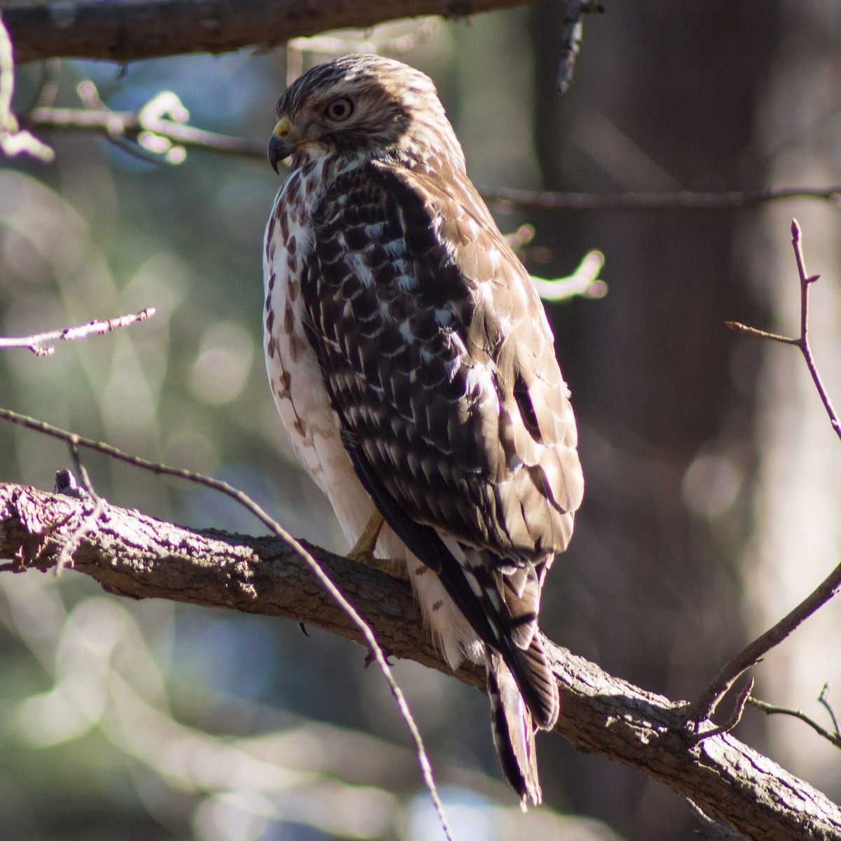 Red-shouldered Hawk - ML305662431