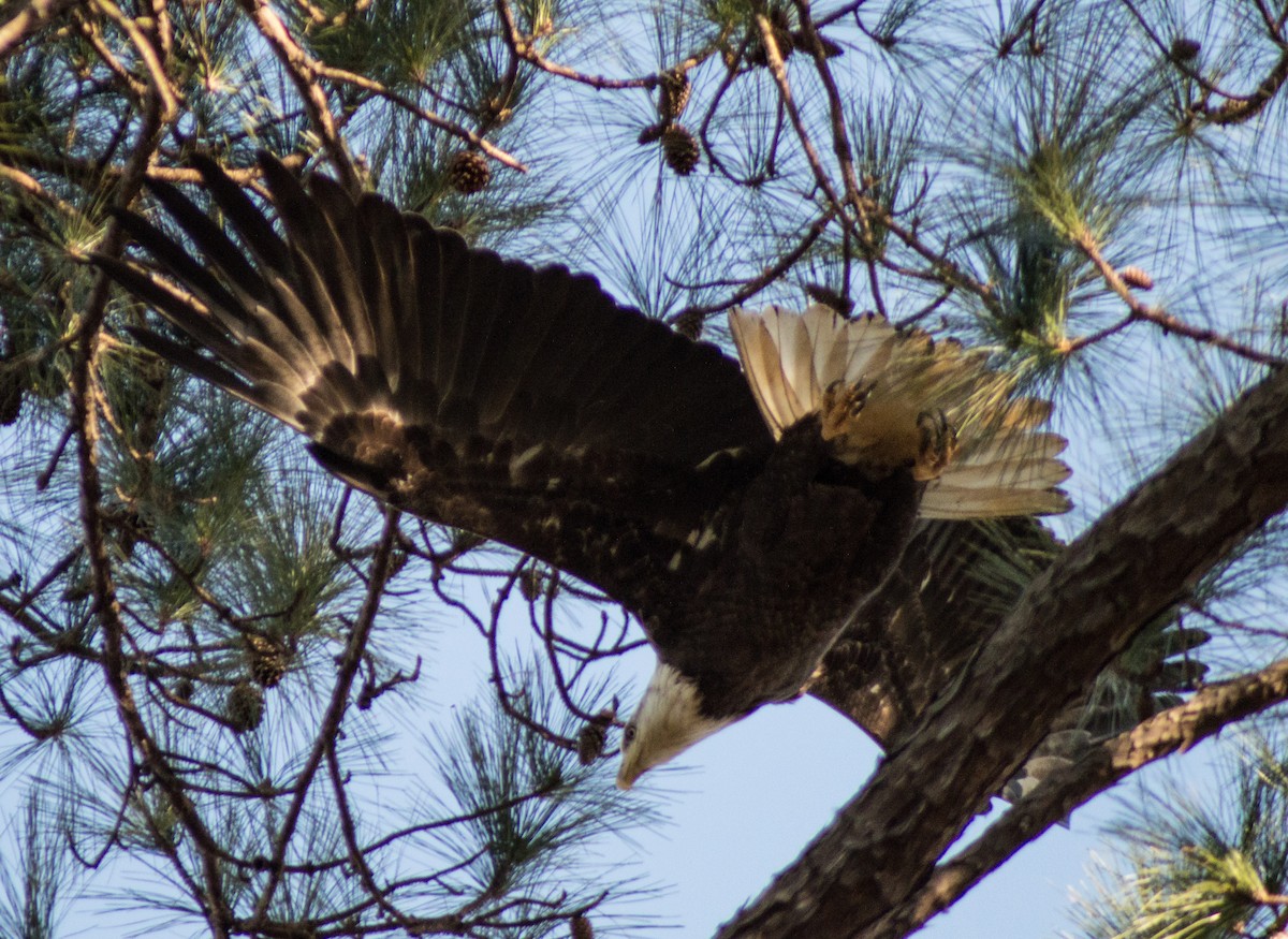 Bald Eagle - ML305662651