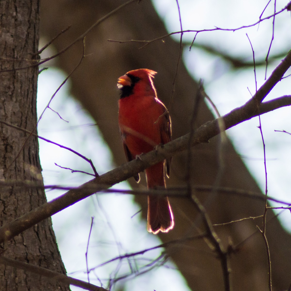 Northern Cardinal - ML305662731