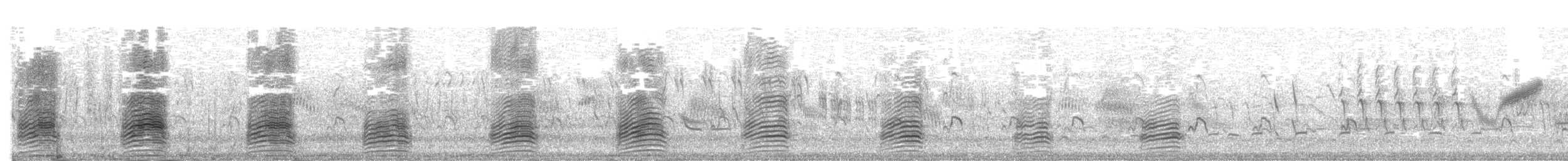 Schnatterente (strepera) - ML305663