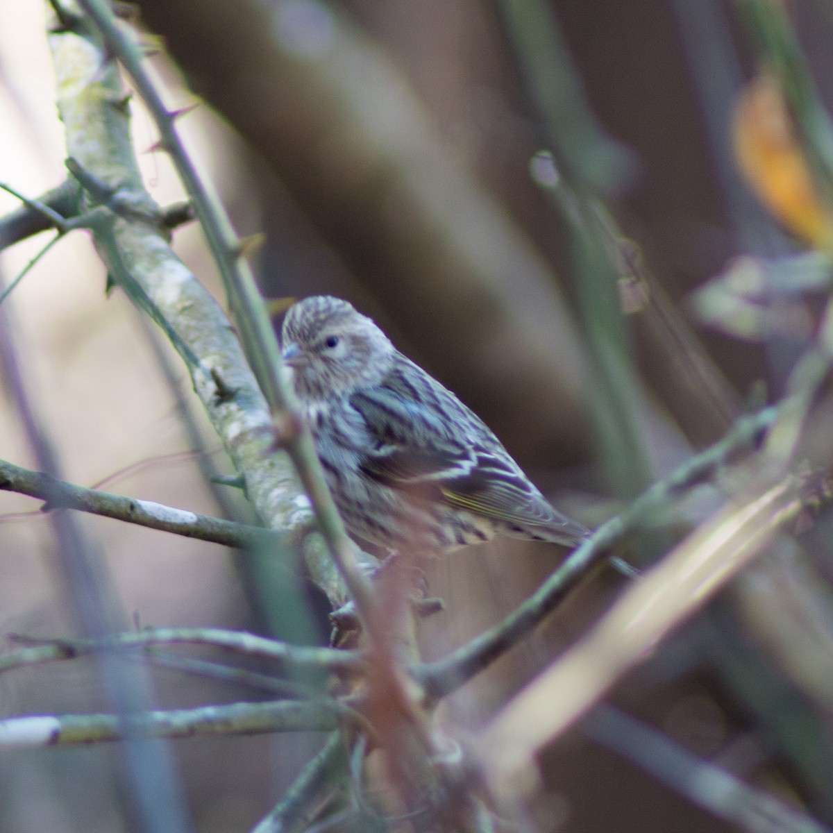 Pine Siskin - ML305663231