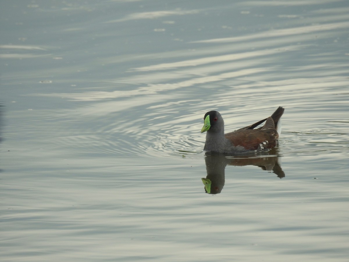 Gallinule à face noire - ML305664531