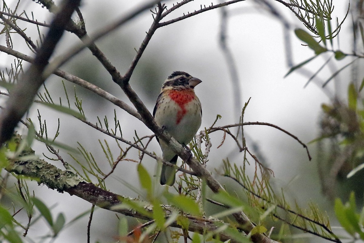 Cardinal à poitrine rose - ML305667111