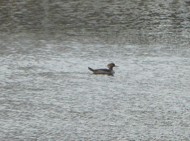 Hooded Merganser - ML305668491