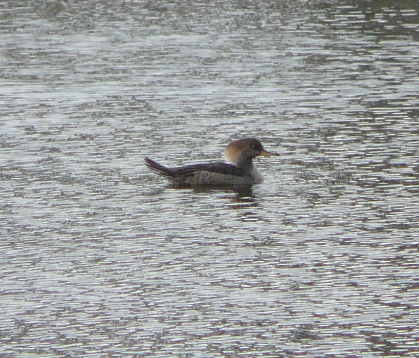 Hooded Merganser - ML305668521