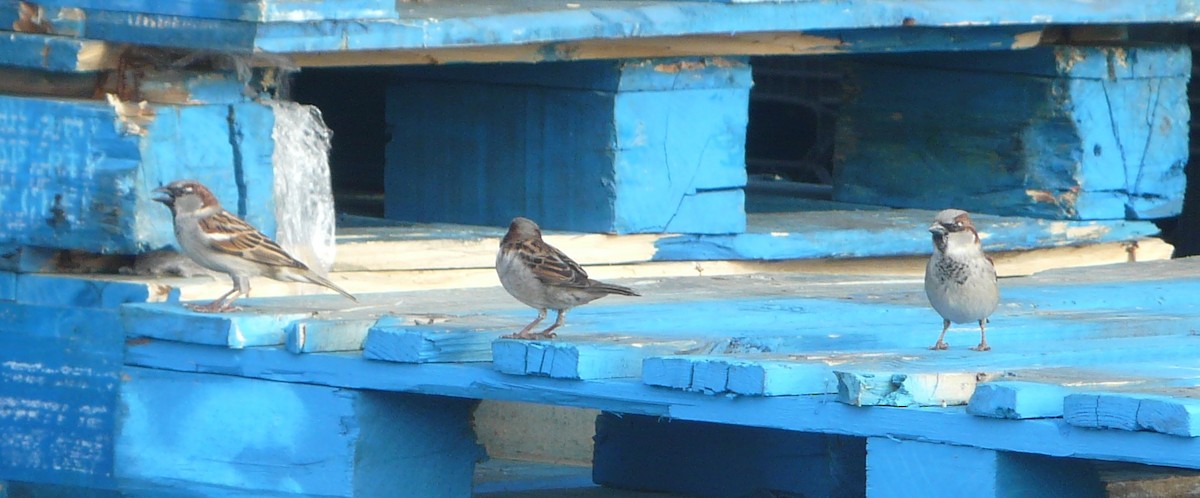 House Sparrow - ML305669631