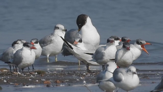 Pallas's Gull - ML305670371