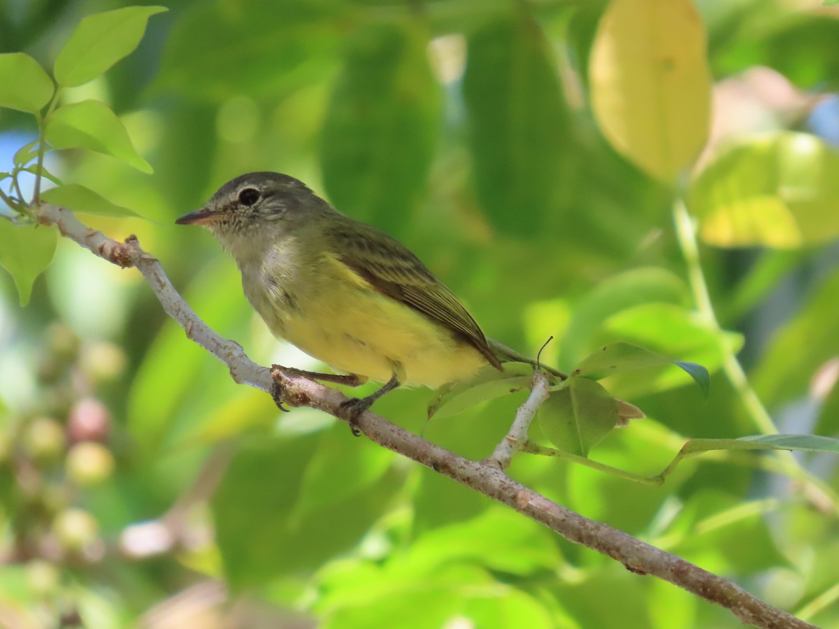 Greenish Elaenia - ML305672541