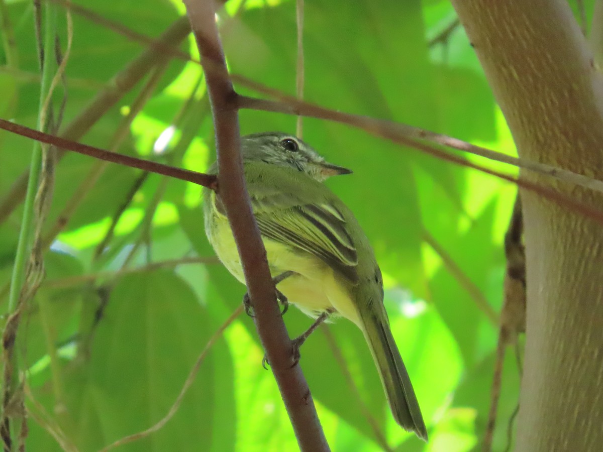 Greenish Elaenia - ML305673341