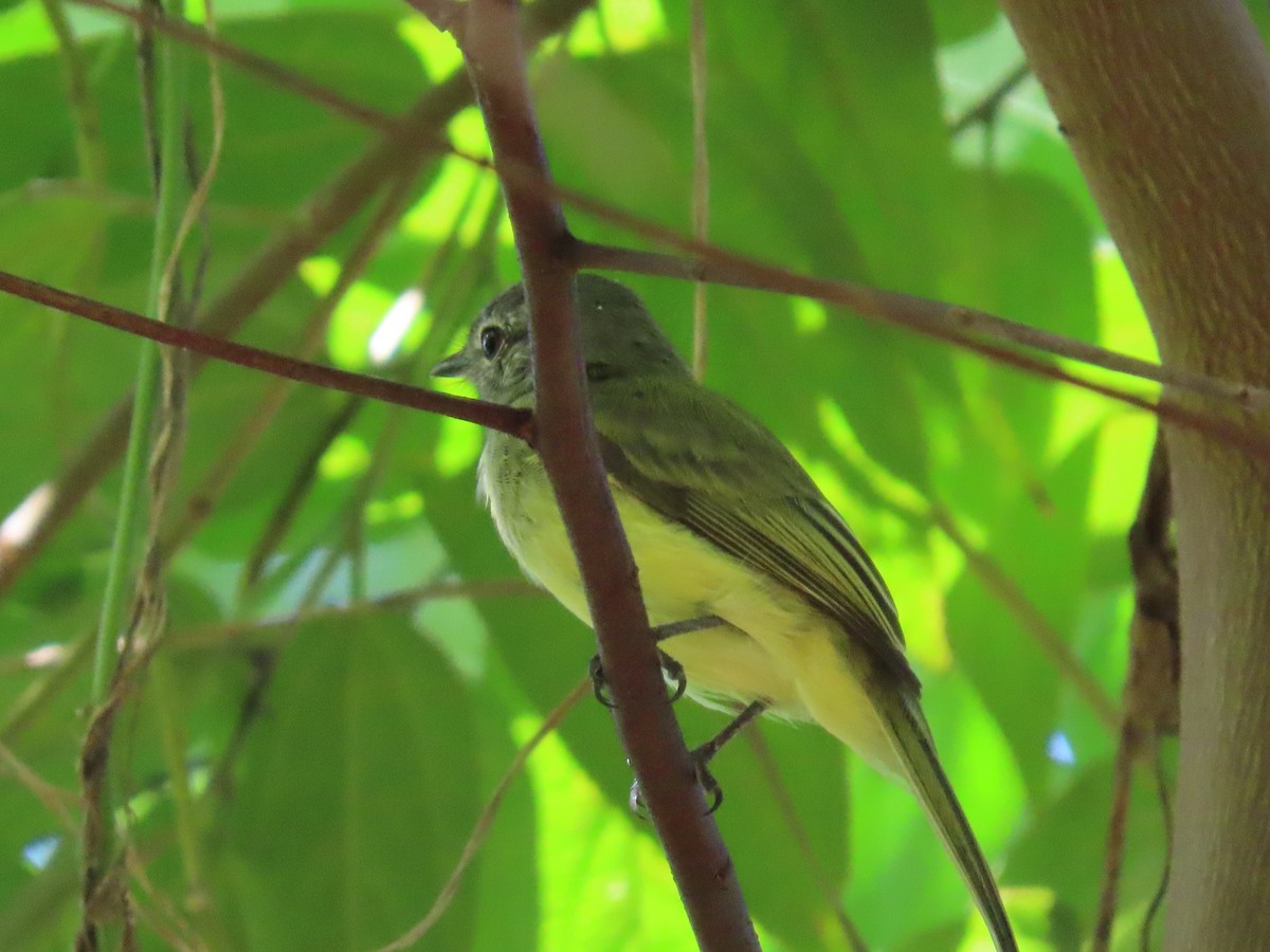 Greenish Elaenia - ML305673361