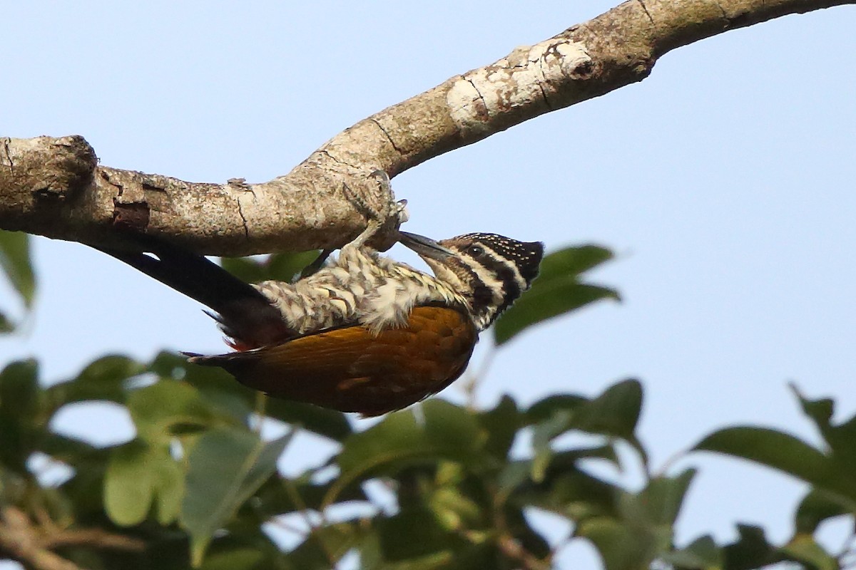 Common Flameback - ML305673371