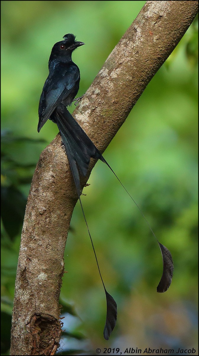 Greater Racket-tailed Drongo - ML305673441