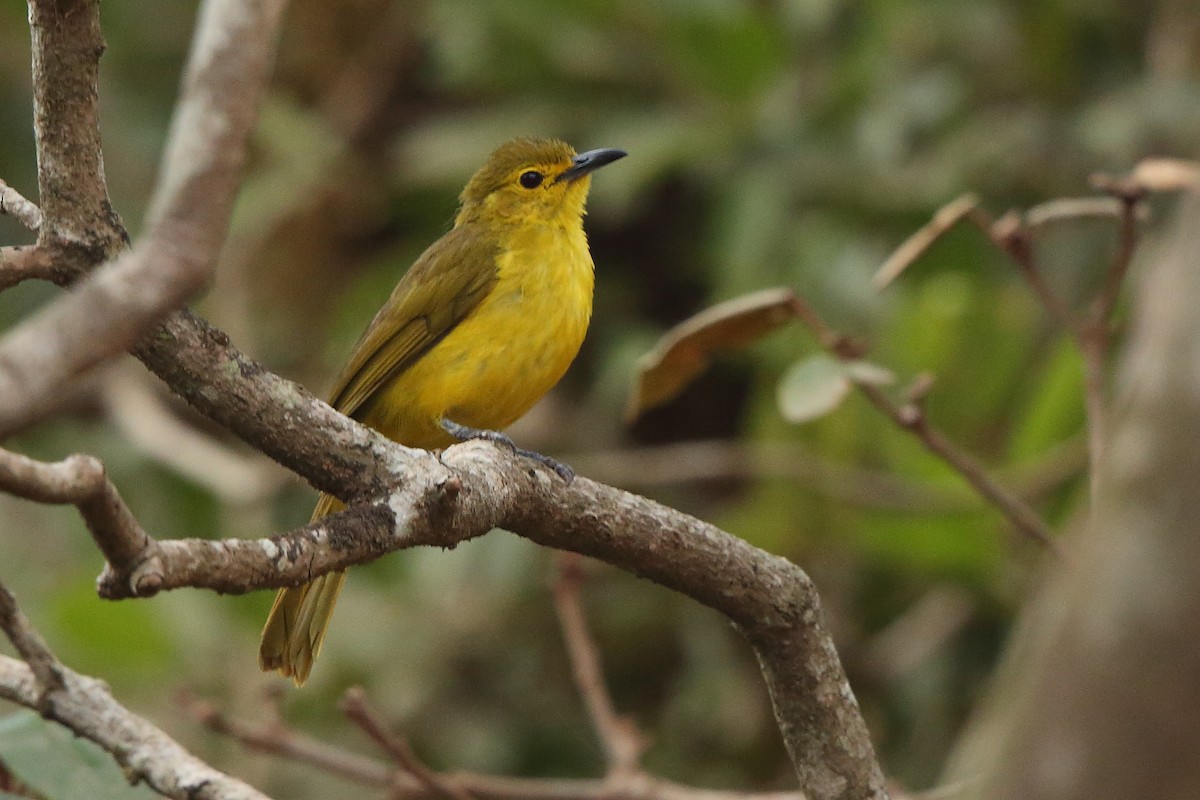 Yellow-browed Bulbul - ML305673561