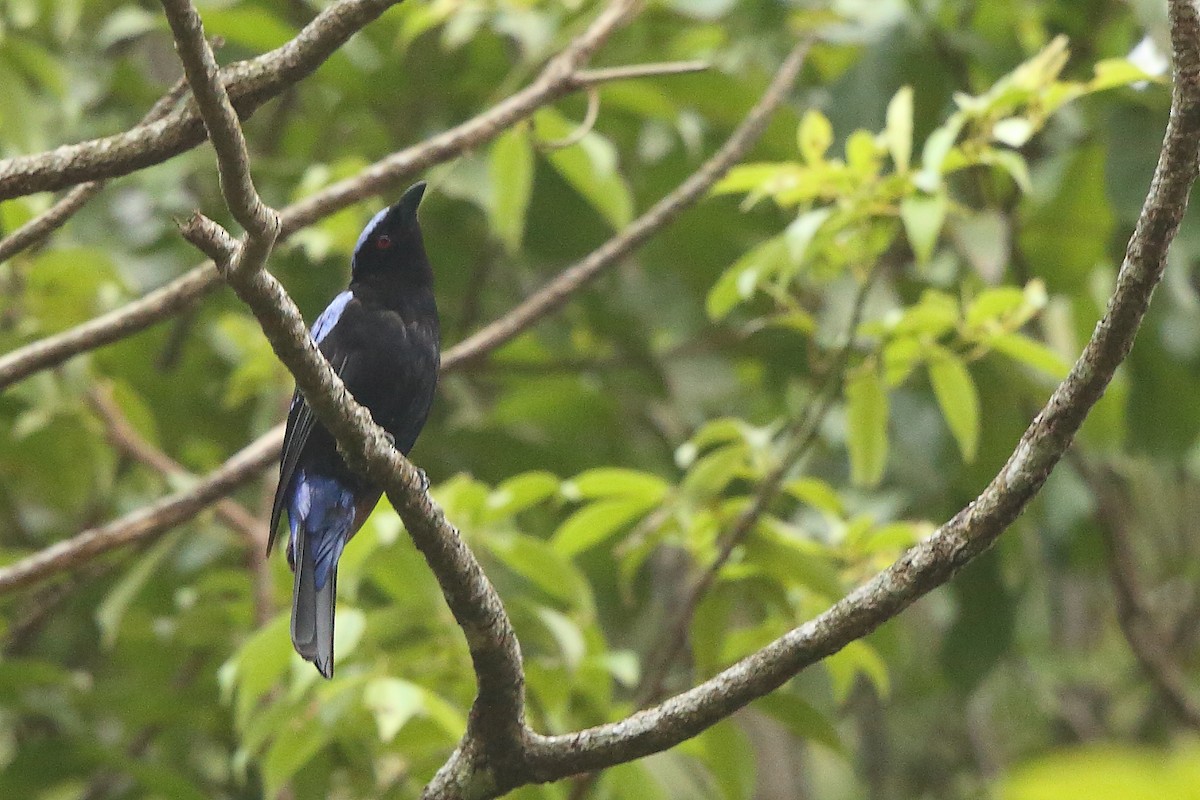 Asian Fairy-bluebird - ML305673631