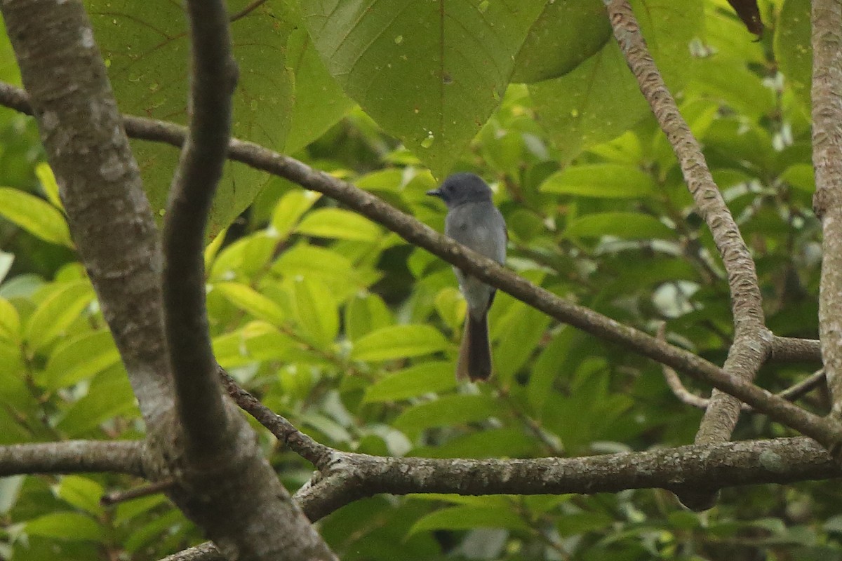 Black-naped Monarch - ML305673921