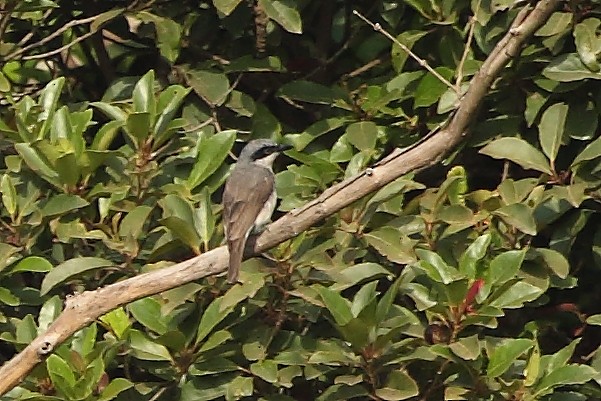 Malabar Woodshrike - ML305674081